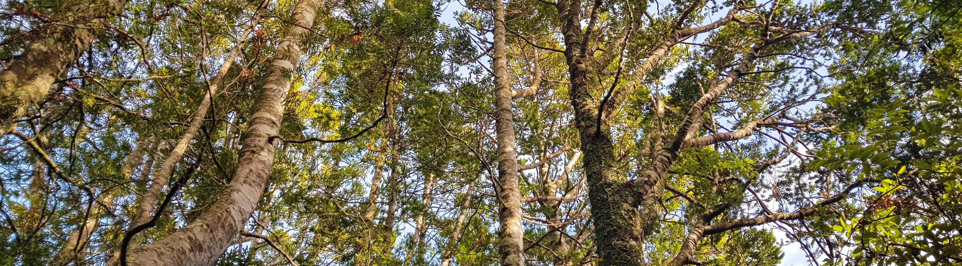 Kauri Dieback Surveillance Programme